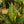Load image into Gallery viewer, Narrow Spinel Chinese Evergreen