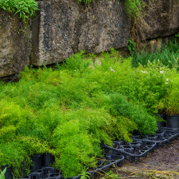 Narrowleaf Mountain Mint