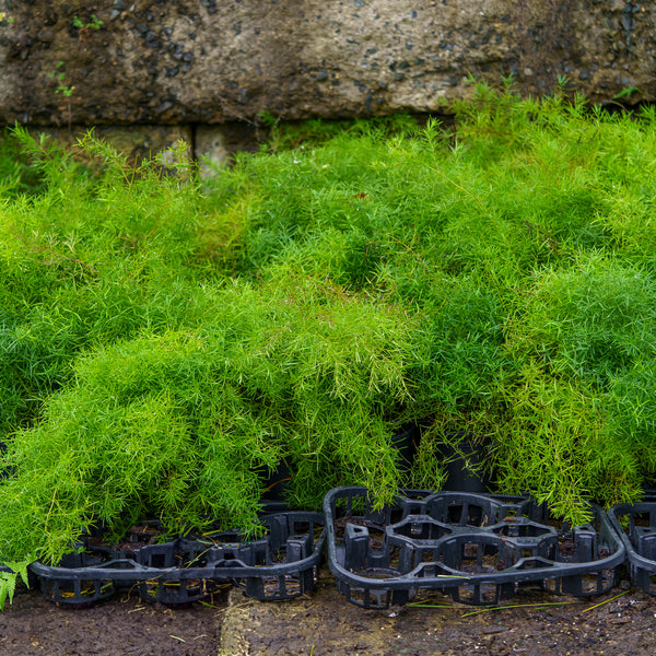 Narrowleaf Mountain Mint