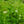 Load image into Gallery viewer, Narrowleaf Mountain Mint