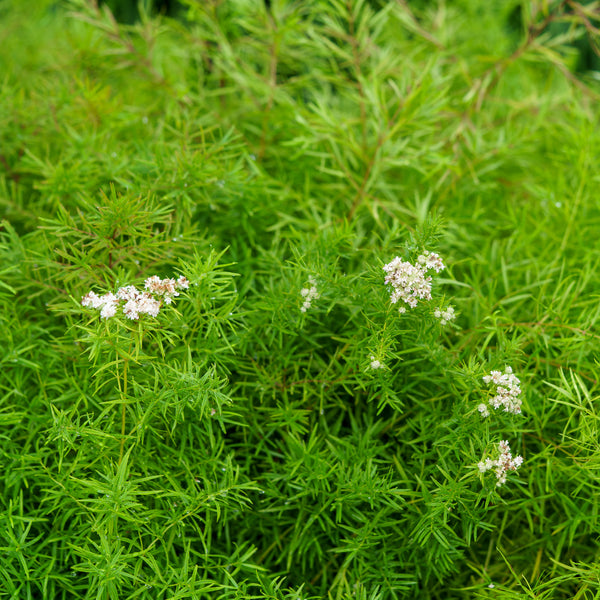Narrowleaf Mountain Mint