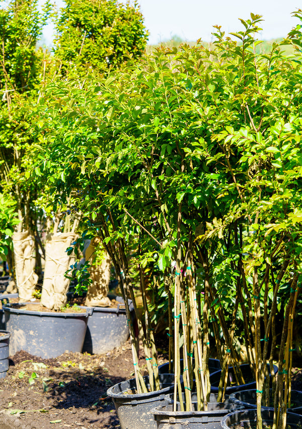 Natchez Crape Myrtle