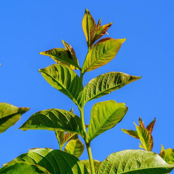 Natchez Crape Myrtle