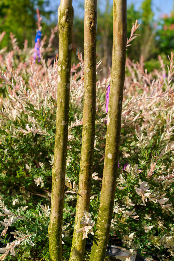 Natchez Crape Myrtle