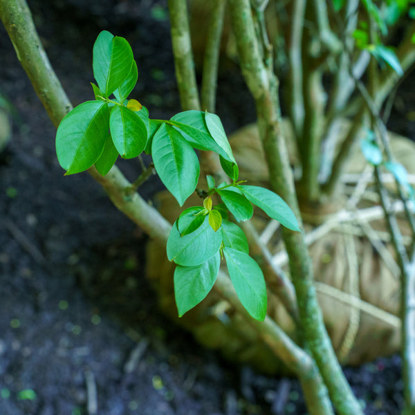 Natchez Crape Myrtle