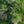 Load image into Gallery viewer, Negishi Japanese White Pine