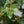 Load image into Gallery viewer, Nellie R. Stevens Holly - Holly - Hollies
