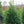 Load image into Gallery viewer, Nellie R. Stevens Holly - Holly - Hollies