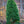 Load image into Gallery viewer, Nellie R. Stevens Holly - Holly - Hollies