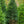 Load image into Gallery viewer, Nellie R. Stevens Holly