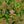 Load image into Gallery viewer, Neon Flash Spirea