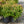 Load image into Gallery viewer, Neon Flash Spirea