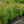 Load image into Gallery viewer, Neon Flash Spirea