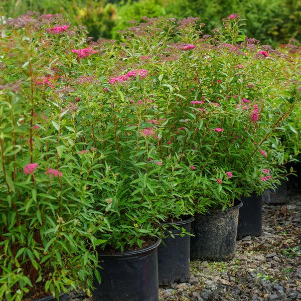 Neon Flash Spirea