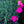 Load image into Gallery viewer, Neon Star Dianthus