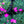 Load image into Gallery viewer, Neon Star Dianthus