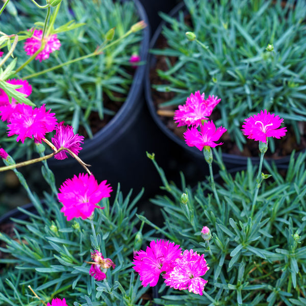 Neon Star Dianthus