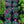 Load image into Gallery viewer, Neon Star Dianthus