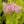 Load image into Gallery viewer, Neon Stonecrop