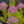 Load image into Gallery viewer, Neon Stonecrop