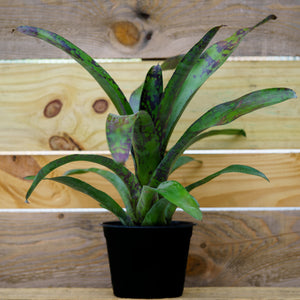 Wine & Gold Bromeliad