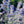 Load image into Gallery viewer, Catmint