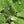 Load image into Gallery viewer, Catmint
