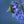 Load image into Gallery viewer, Catmint