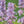 Load image into Gallery viewer, Walker's Low Catmint - Catmint - Perennials