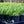 Load image into Gallery viewer, Walker's Low Catmint - Catmint - Perennials