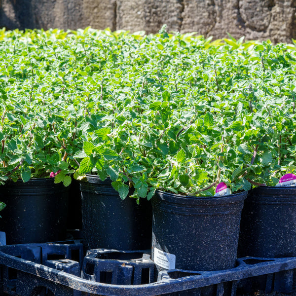 Walker's Low Catmint - Catmint - Perennials