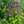 Load image into Gallery viewer, Neptune Catmint