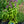 Load image into Gallery viewer, Neptune Catmint