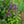 Load image into Gallery viewer, Neptune Catmint