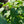 Load image into Gallery viewer, New Age Lavender Lilac
