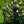 Load image into Gallery viewer, New Dawn Climbing Rose