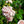 Load image into Gallery viewer, New Dawn Climbing Rose