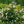Load image into Gallery viewer, New Dawn Climbing Rose