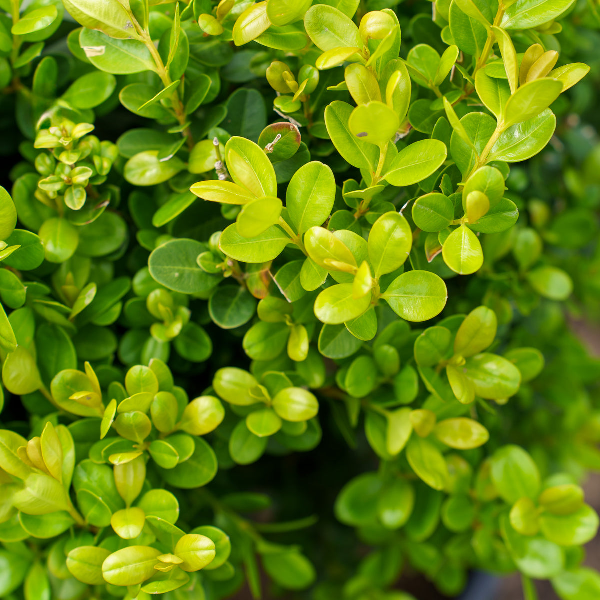 テント・タープ BUSH ECOLOGY NOKI テント・タープ BUSH ECOLOGY NOKI テント・タープ BUSH ECOLOGY