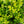 Load image into Gallery viewer, NewGen Freedom Boxwood - Boxwood - Shrubs