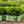 Load image into Gallery viewer, NewGen Freedom Boxwood - Boxwood - Shrubs