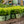 Load image into Gallery viewer, NewGen Independence Boxwood - Boxwood - Shrubs