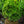 Load image into Gallery viewer, NewGen Independence Boxwood