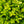 Load image into Gallery viewer, NewGen Independence Boxwood - Boxwood - Shrubs