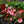 Load image into Gallery viewer, New Guinea Impatiens
