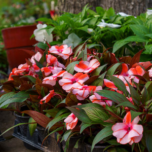 New Guinea Impatiens