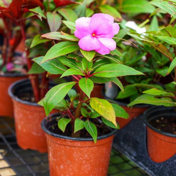 New Guinea Impatiens