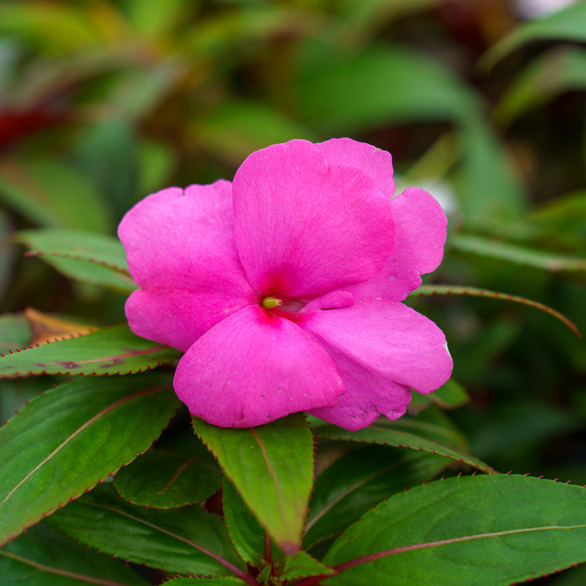 impatiens philodendron New Guinea Impatiens – Plant Detectives