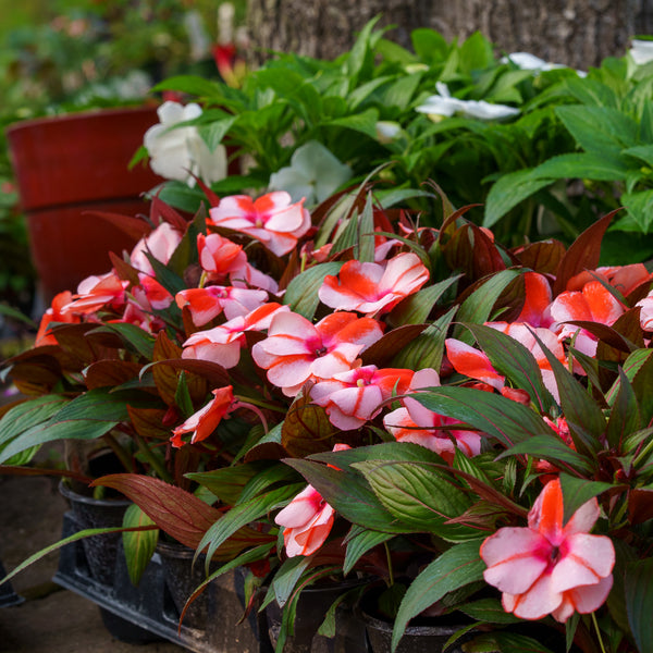 New Guinea Impatiens