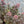Load image into Gallery viewer, Night Embers Stonecrop